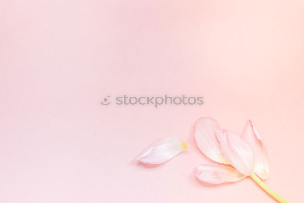 Similar – Image, Stock Photo White sheet of paper & the leaf of a monstera on pink background