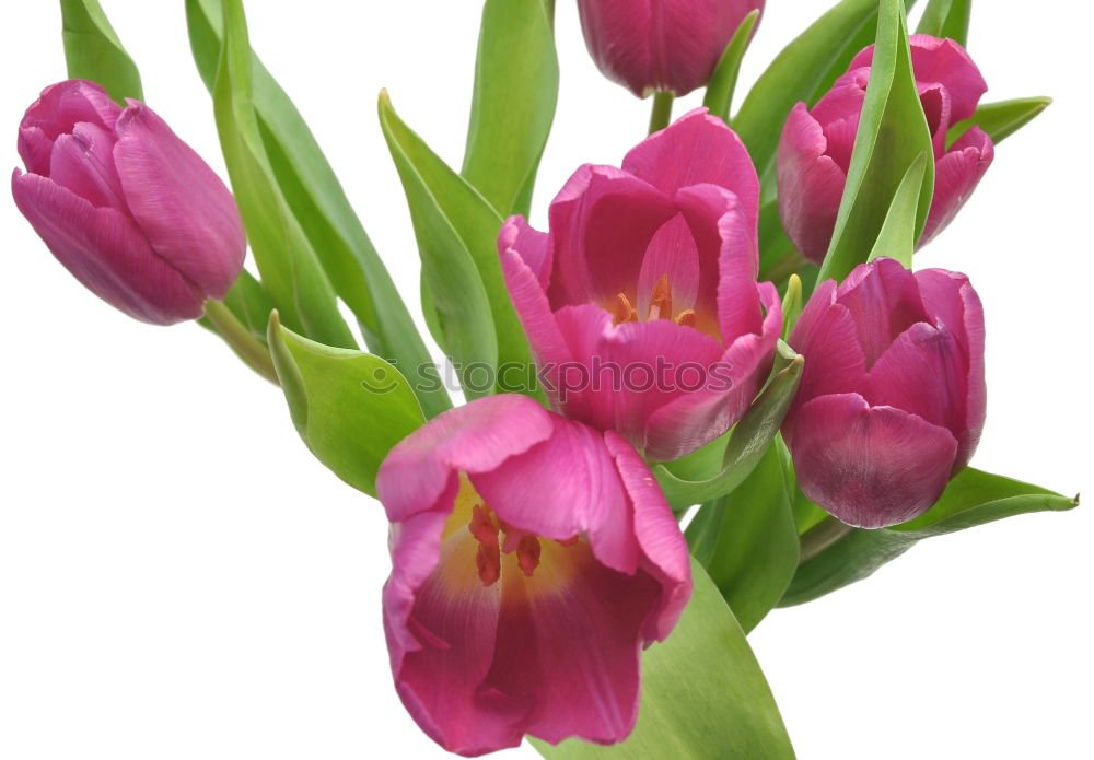 Similar – TuliPane Tulip Flower Red