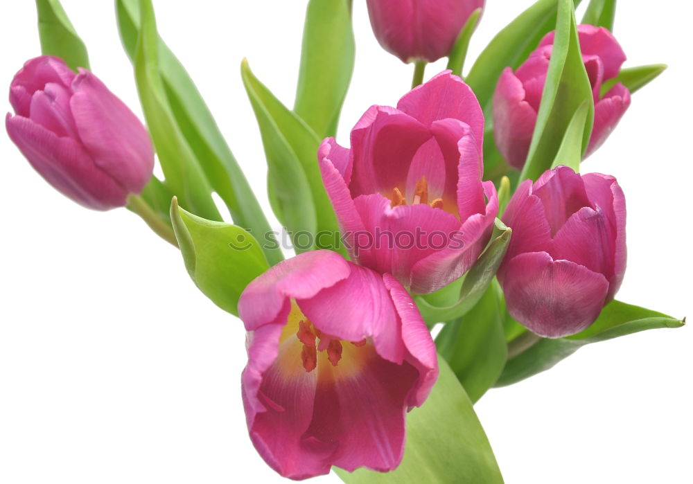 Similar – TuliPane Tulip Flower Red