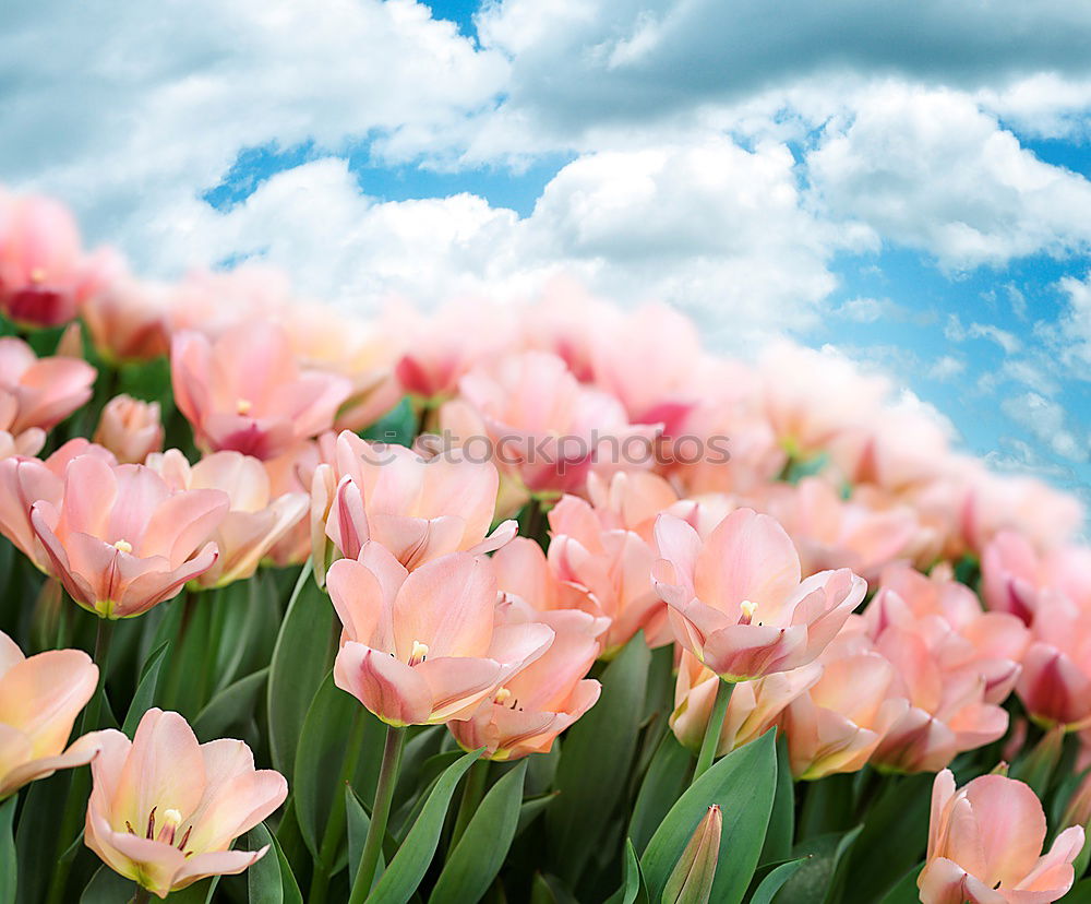 Similar – Image, Stock Photo tulip Sky Cloudless sky