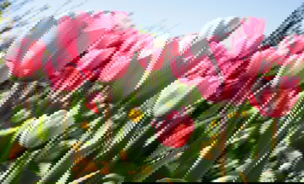 Similar – Foto Bild Tulpenpower 2010 Lifestyle