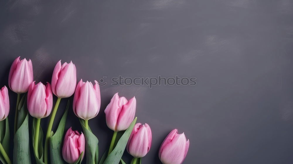 Similar – Image, Stock Photo romantic cherry blossom in April
