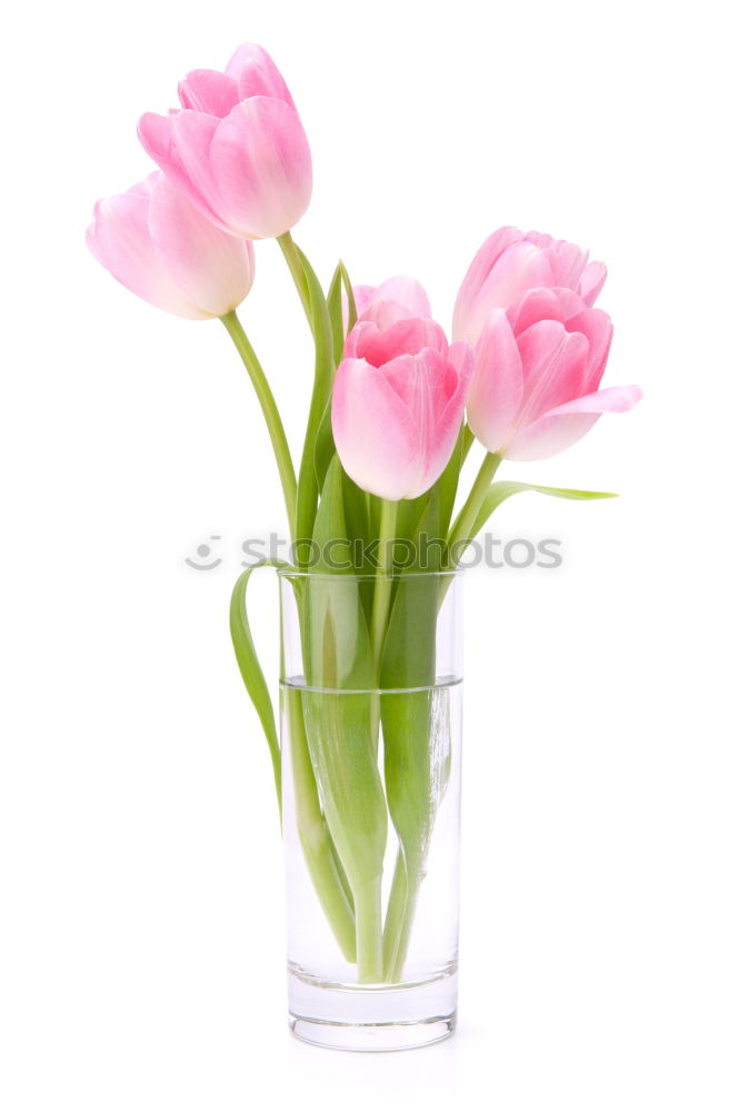 Similar – Image, Stock Photo Pink tulips in violet vase with yellow ribbon