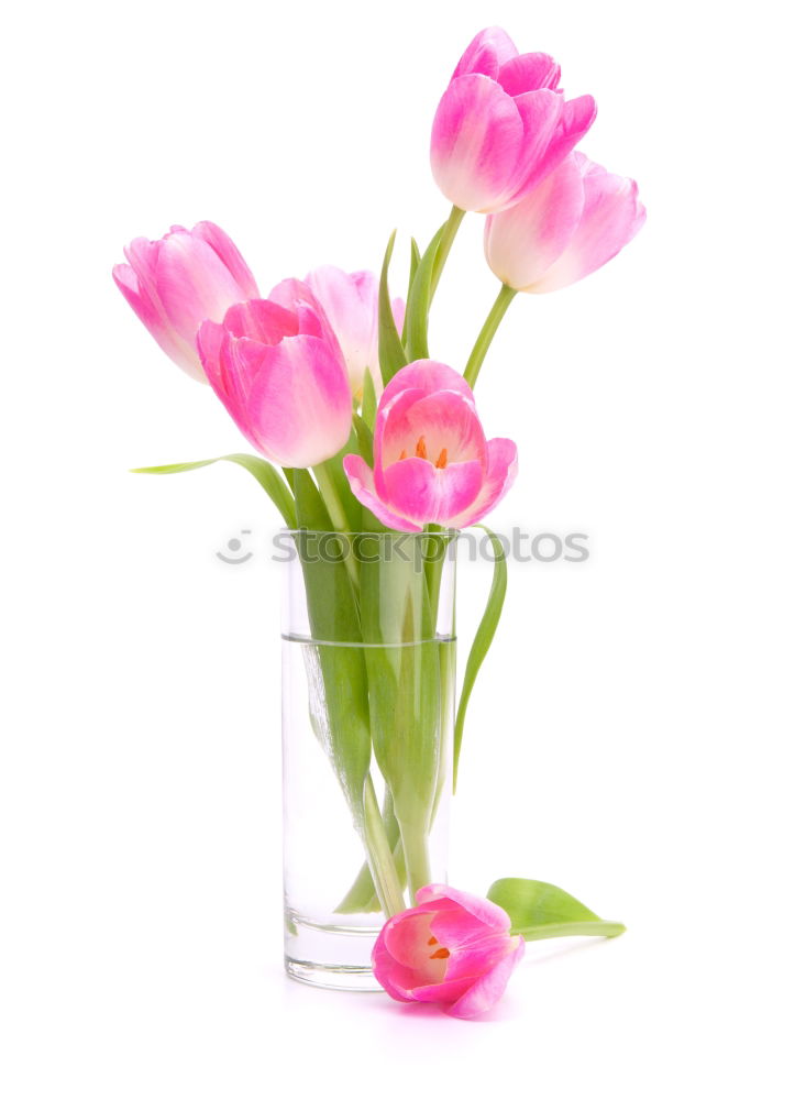 Similar – Image, Stock Photo Pink tulips in violet vase with yellow ribbon