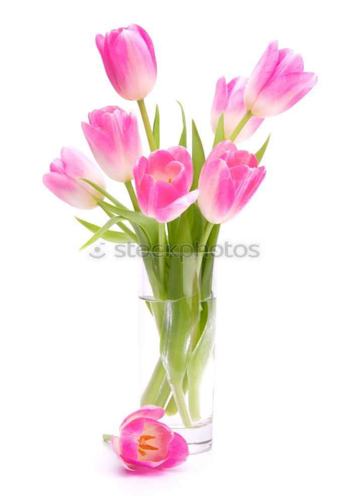 Similar – Image, Stock Photo Pink tulips in violet vase with yellow ribbon