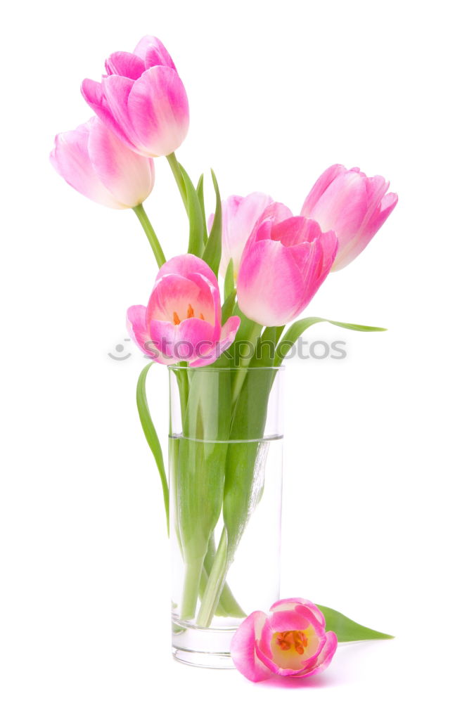 Similar – Image, Stock Photo Pink tulips in violet vase with yellow ribbon