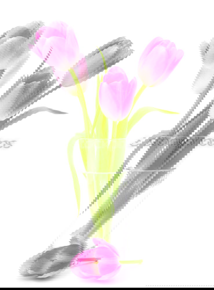 Similar – Image, Stock Photo Pink tulips on white background