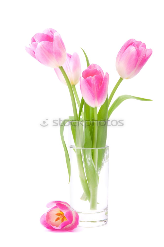 Similar – Image, Stock Photo Pink tulips in violet vase with yellow ribbon