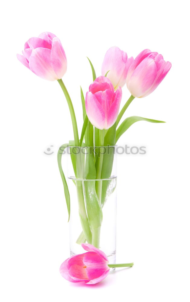 Similar – Image, Stock Photo Pink tulips in violet vase with yellow ribbon