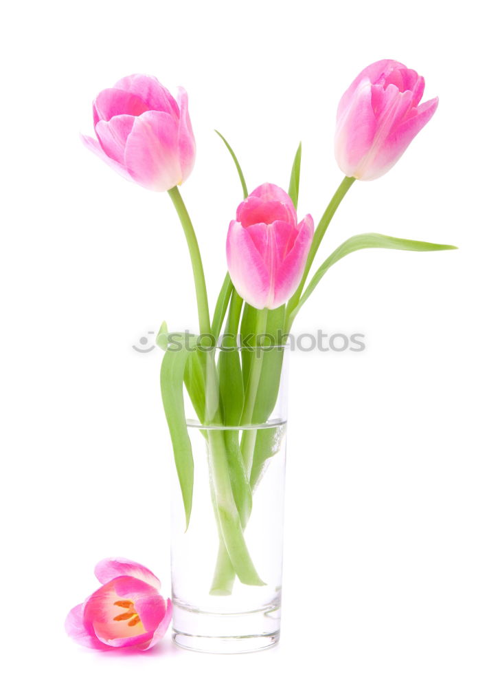 Image, Stock Photo Pink tulips in violet vase with yellow ribbon