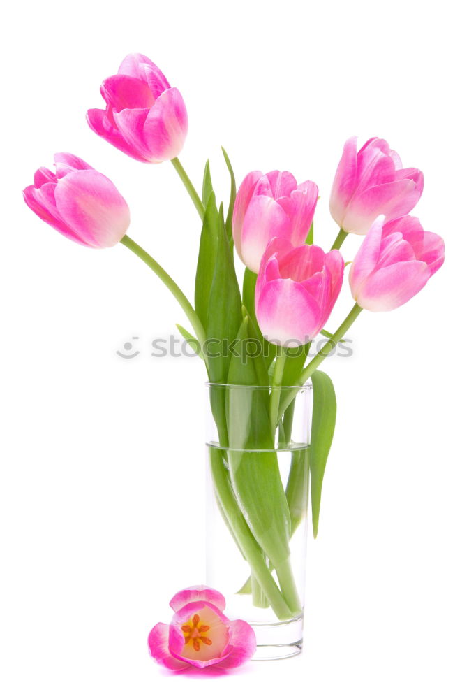 Similar – Image, Stock Photo Pink tulips in violet vase with yellow ribbon