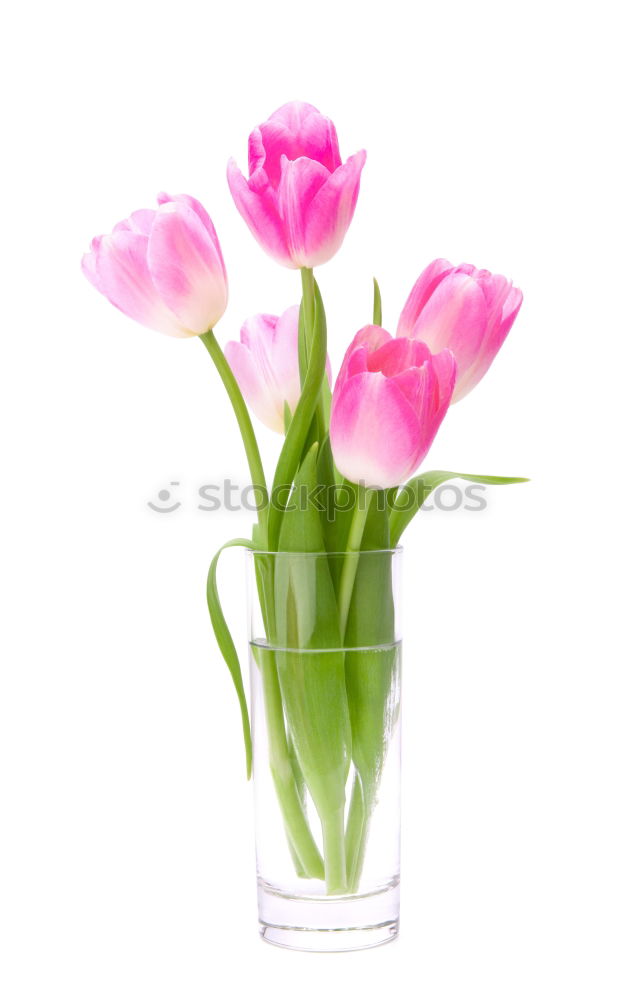 Similar – Image, Stock Photo Pink tulips in violet vase with yellow ribbon