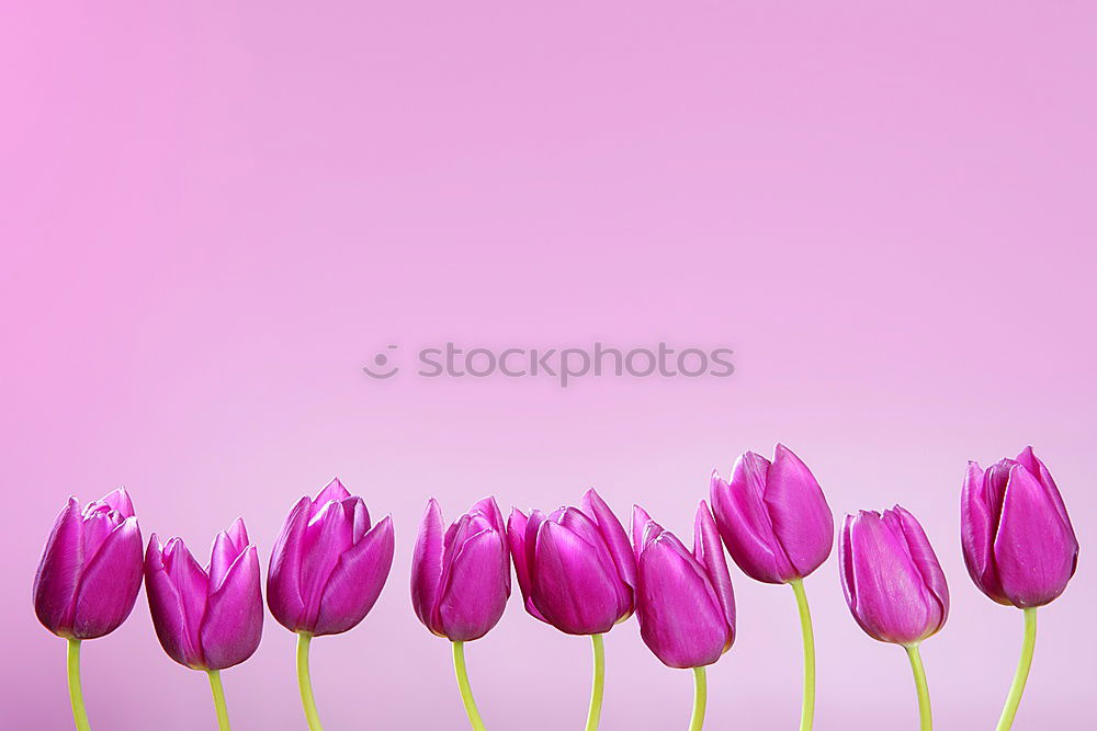 Two tulips on pink