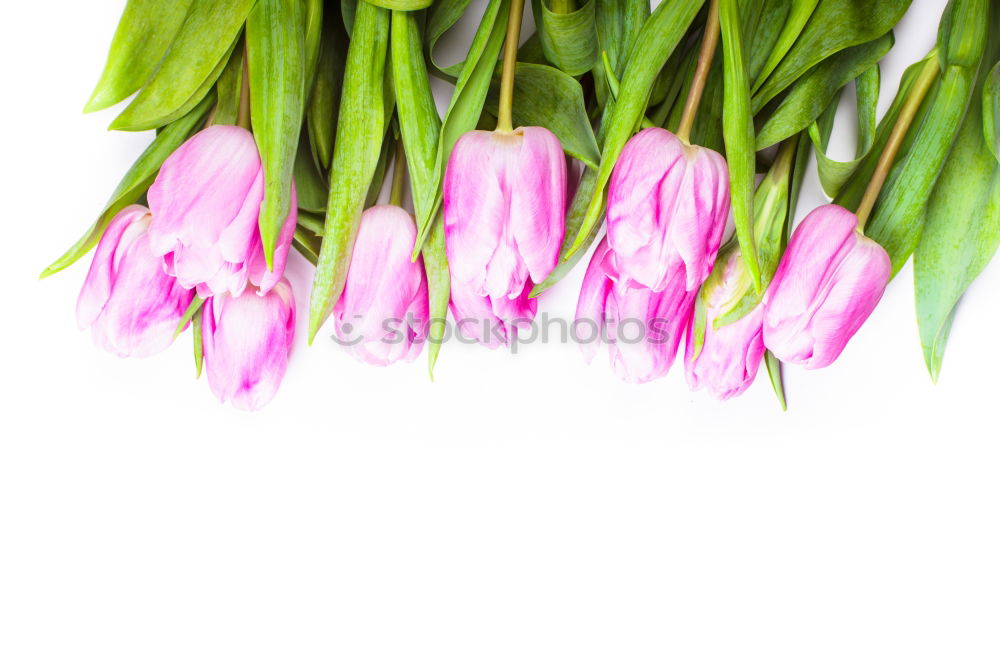 Similar – Image, Stock Photo Pretty tulips on white background