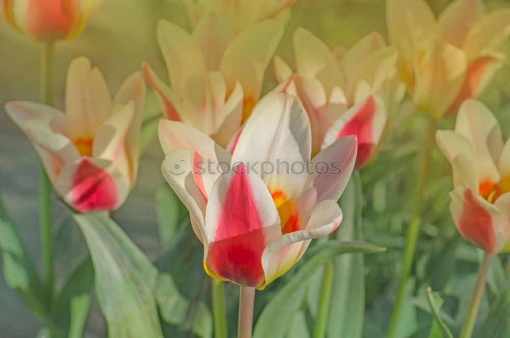 Similar – Foto Bild Tulpen frisch Frühling