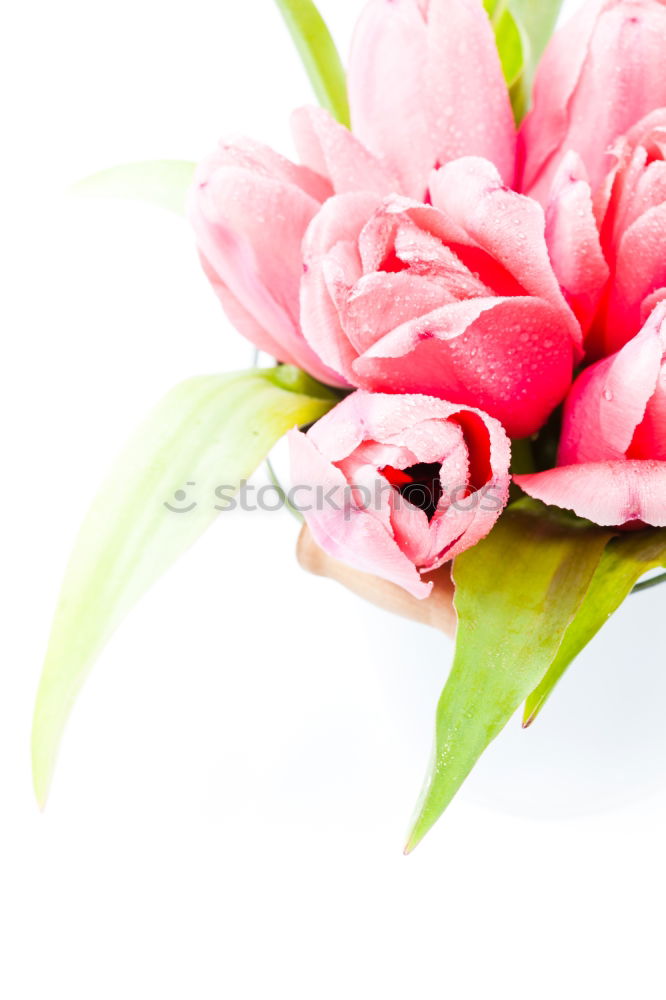 Image, Stock Photo straw hat, coconut drinks, sunglasses and palm leaves