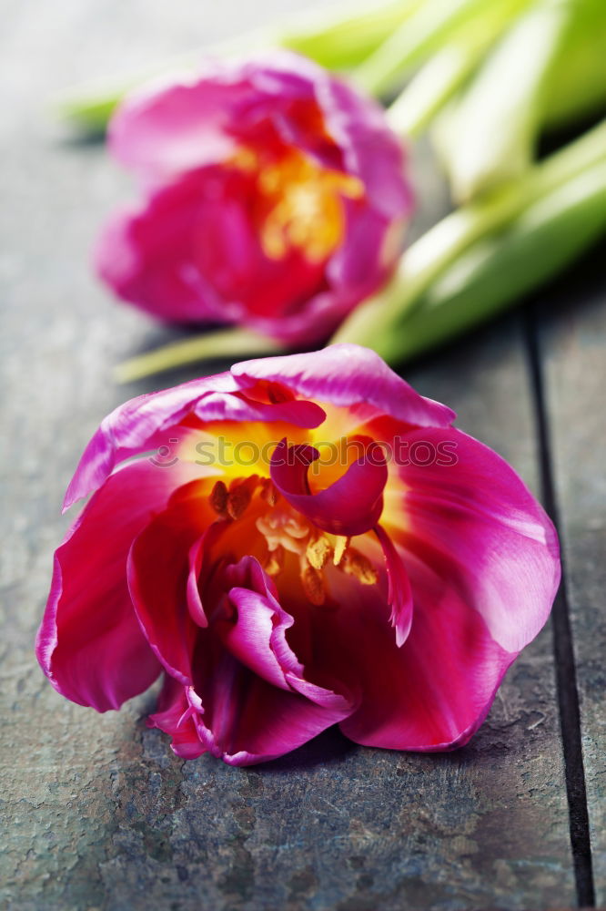 Similar – Pink primroses on red wooden table