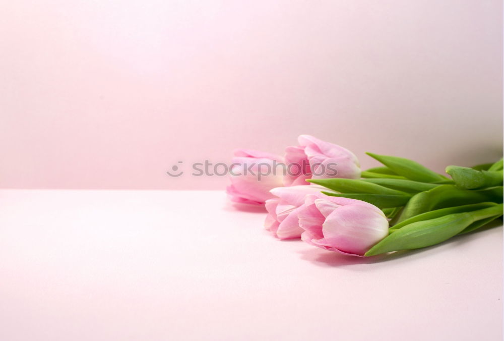 Similar – Weibliche Hände halten schöne große rosa Lilie Blumen