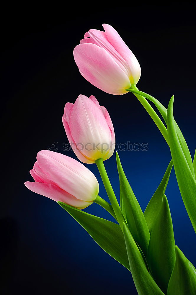 Similar – White tulips 1 …