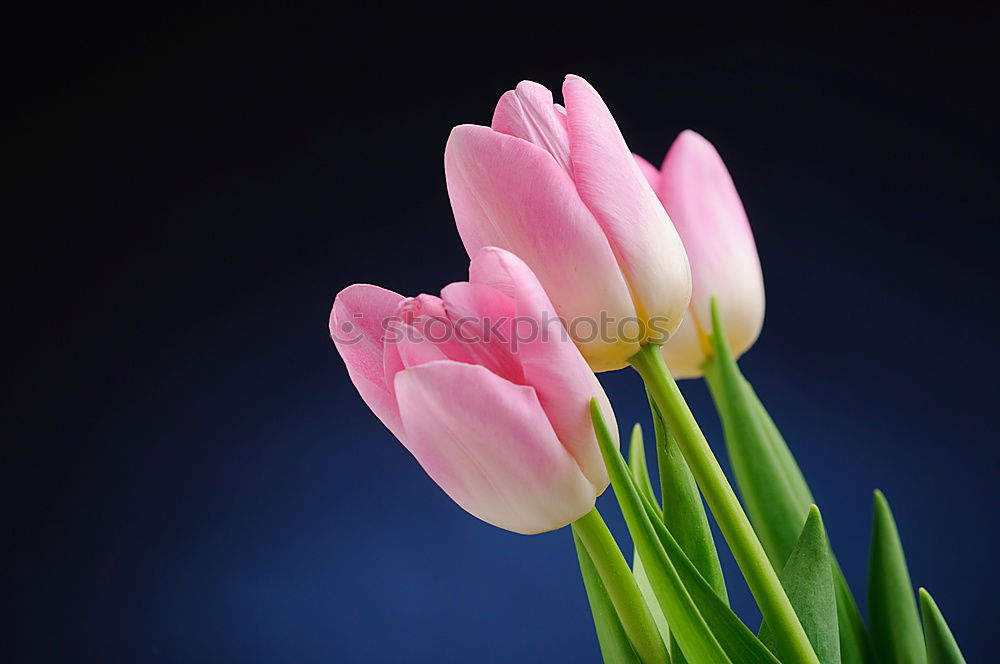 Similar – Image, Stock Photo Tulips from Amsterdam…