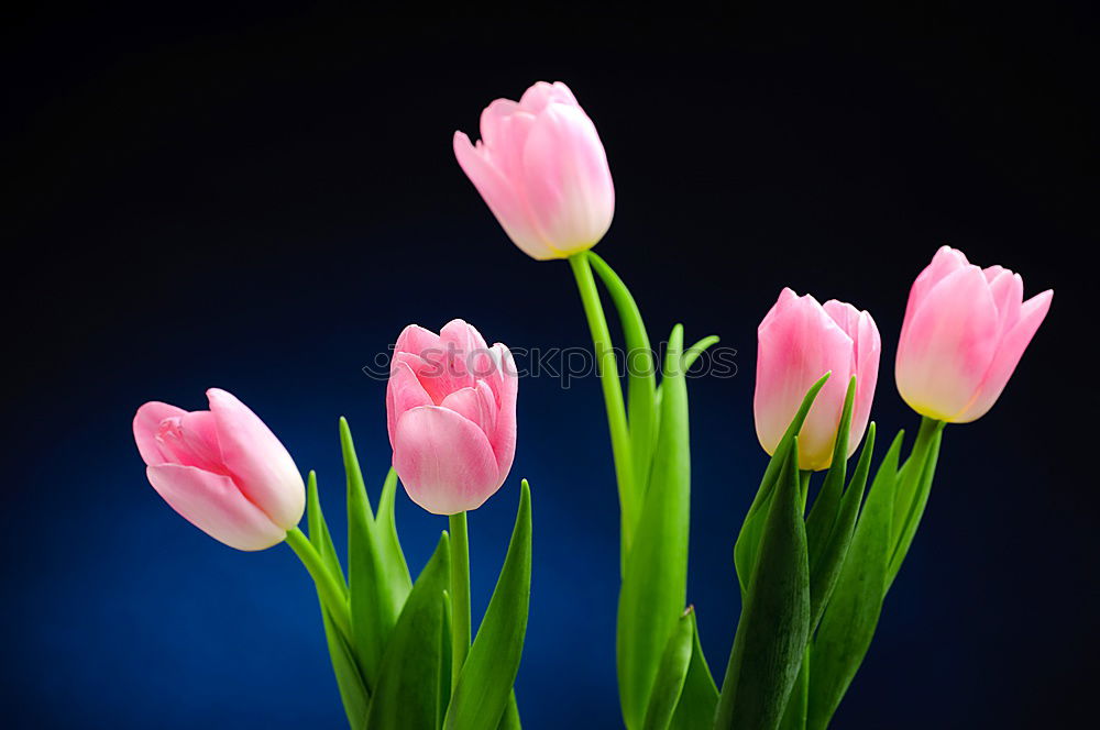 Image, Stock Photo Tulips from Amsterdam…