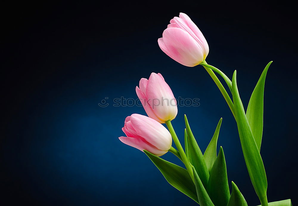 Similar – Image, Stock Photo Tulips from Amsterdam…