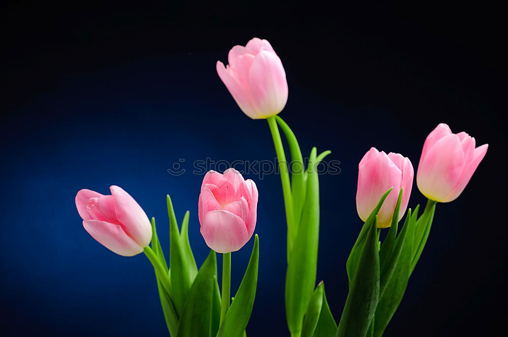 Similar – Image, Stock Photo Tulips from Amsterdam…