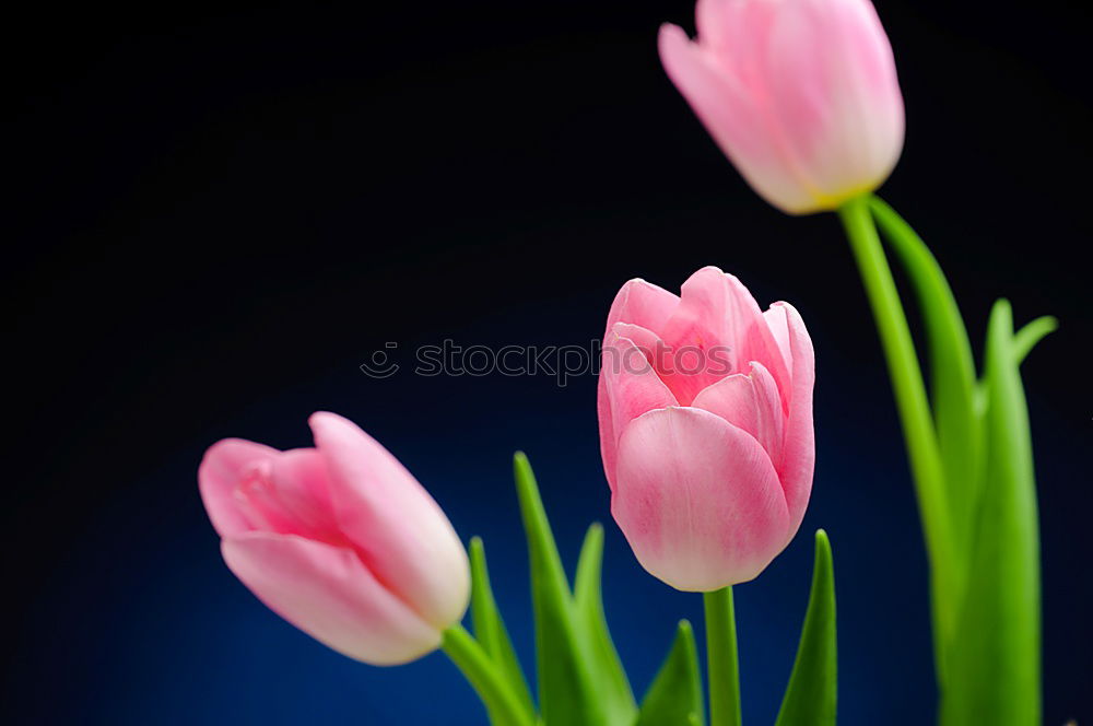 Similar – Image, Stock Photo The white tulip Flower