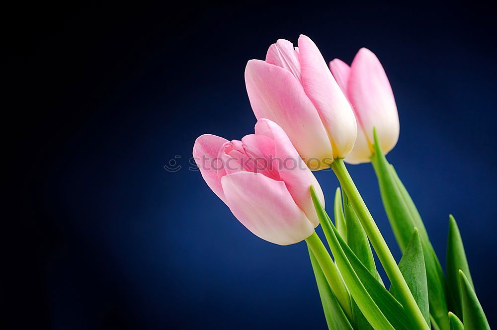 Similar – Image, Stock Photo Tulips from Amsterdam…