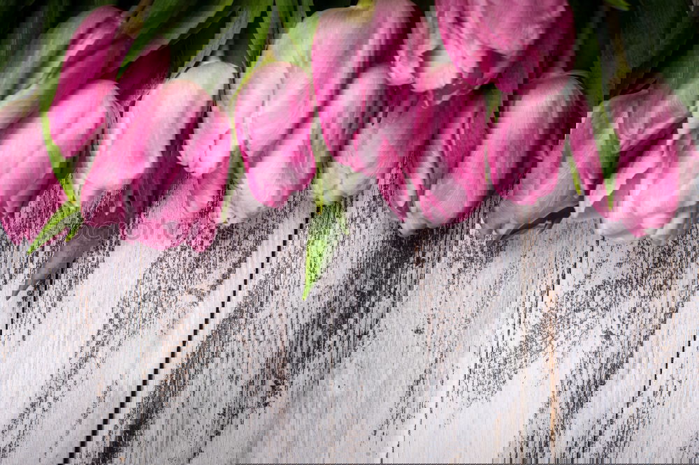 Similar – Image, Stock Photo Pink tulips on light background