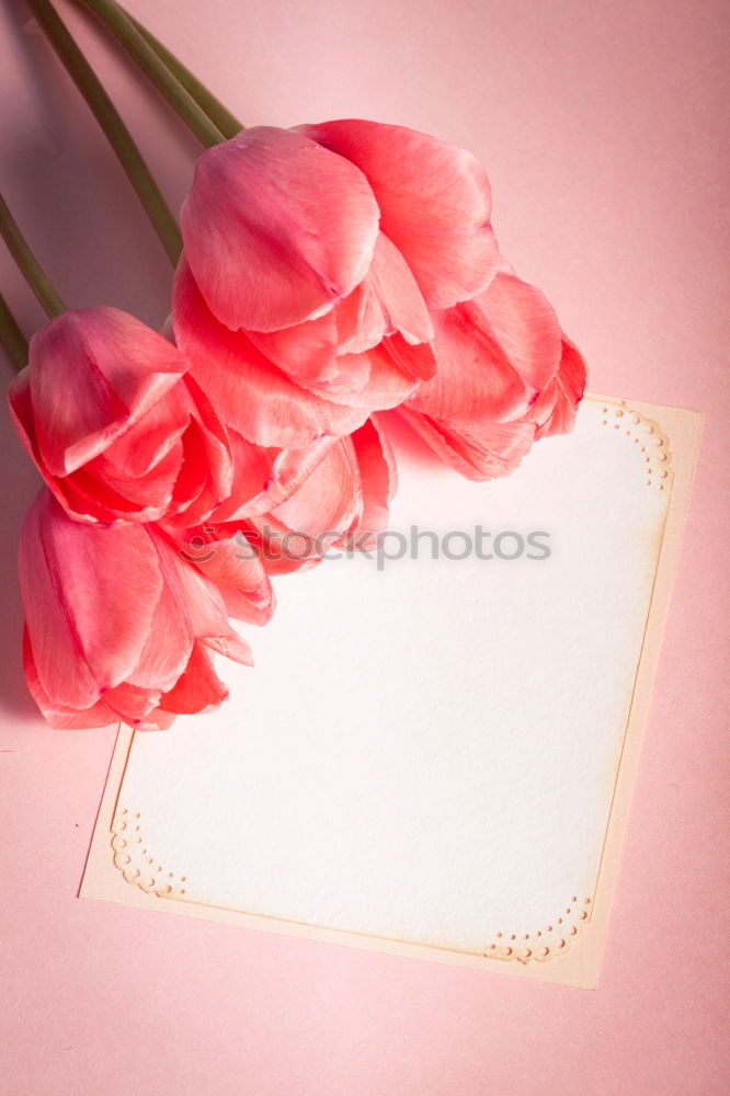 Similar – Image, Stock Photo Greeting card for spring festivals with pretty tulips