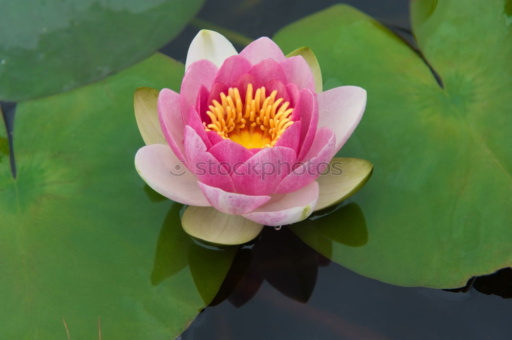 Similar – Image, Stock Photo searosis Rose Water lily