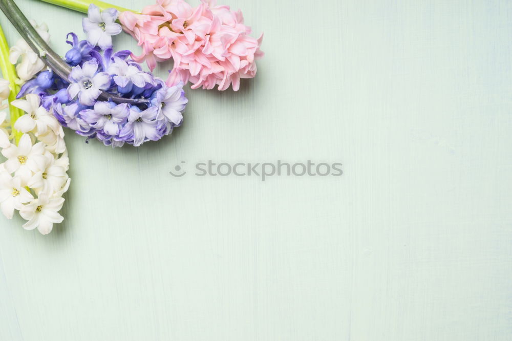 Similar – Image, Stock Photo Hyacinth on light wood background