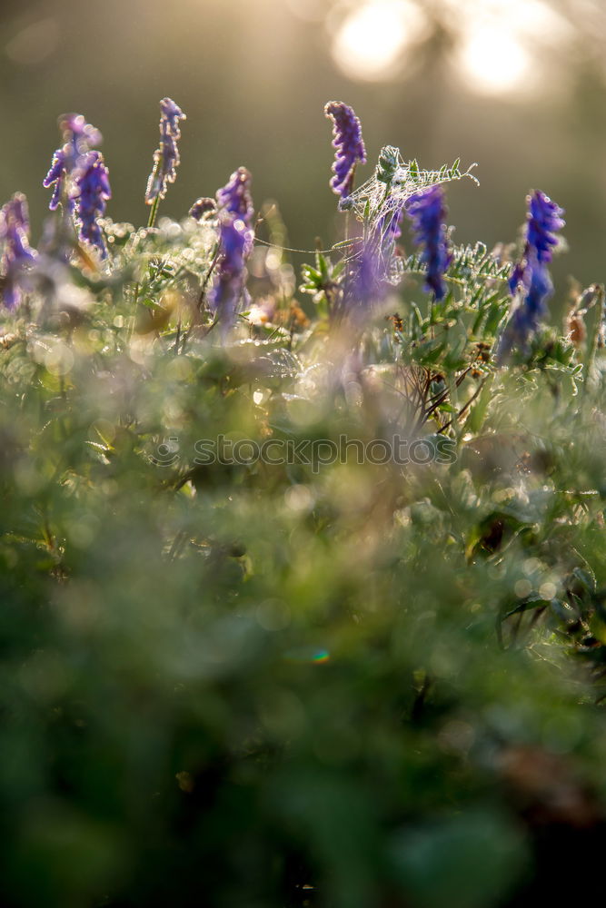 Similar – blue flowers Nature Plant