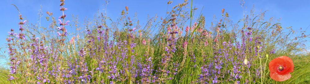 Similar – Blumenwiese Frühling