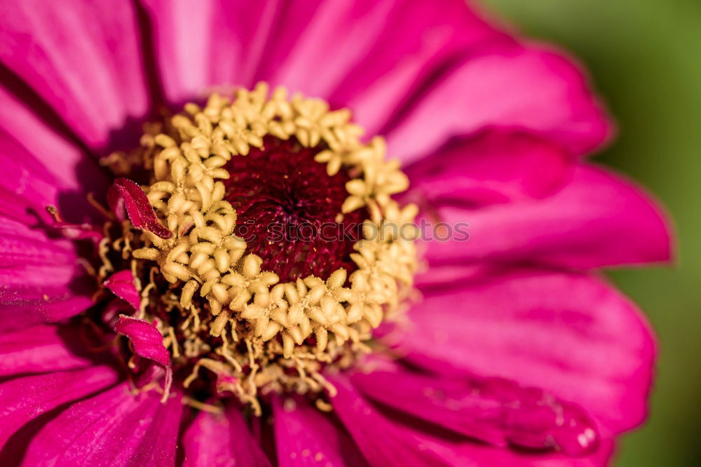 Similar – Image, Stock Photo bee party Honey Honey bee