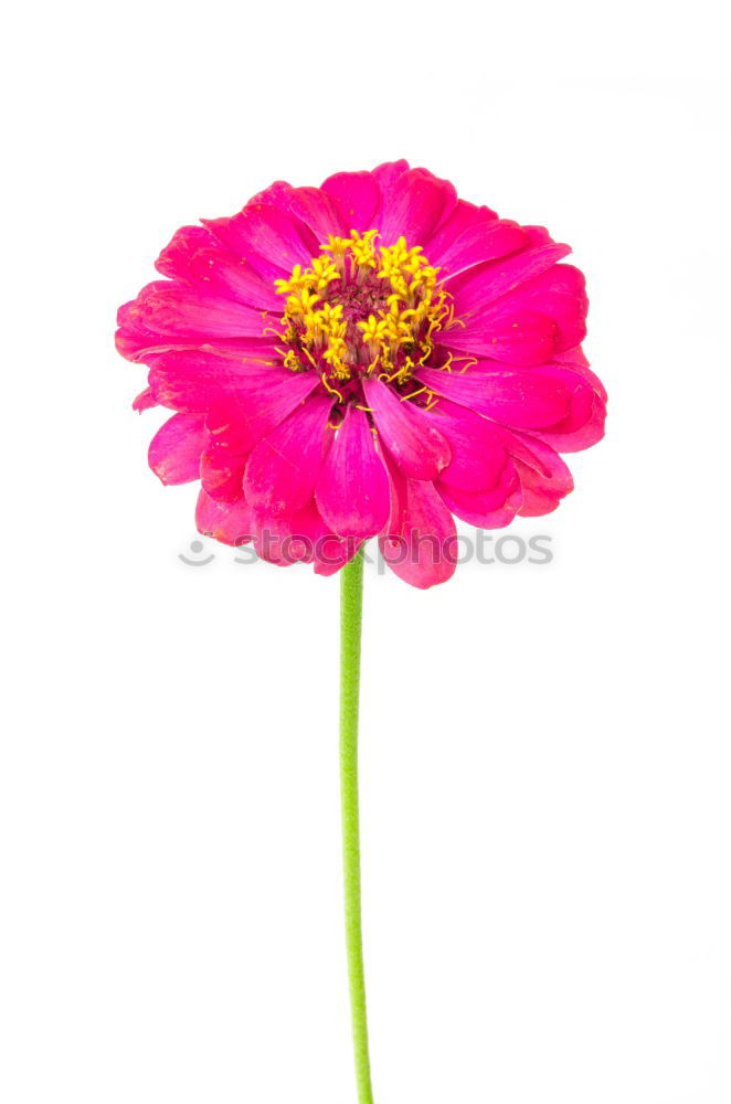 Similar – magenta flower II Blume