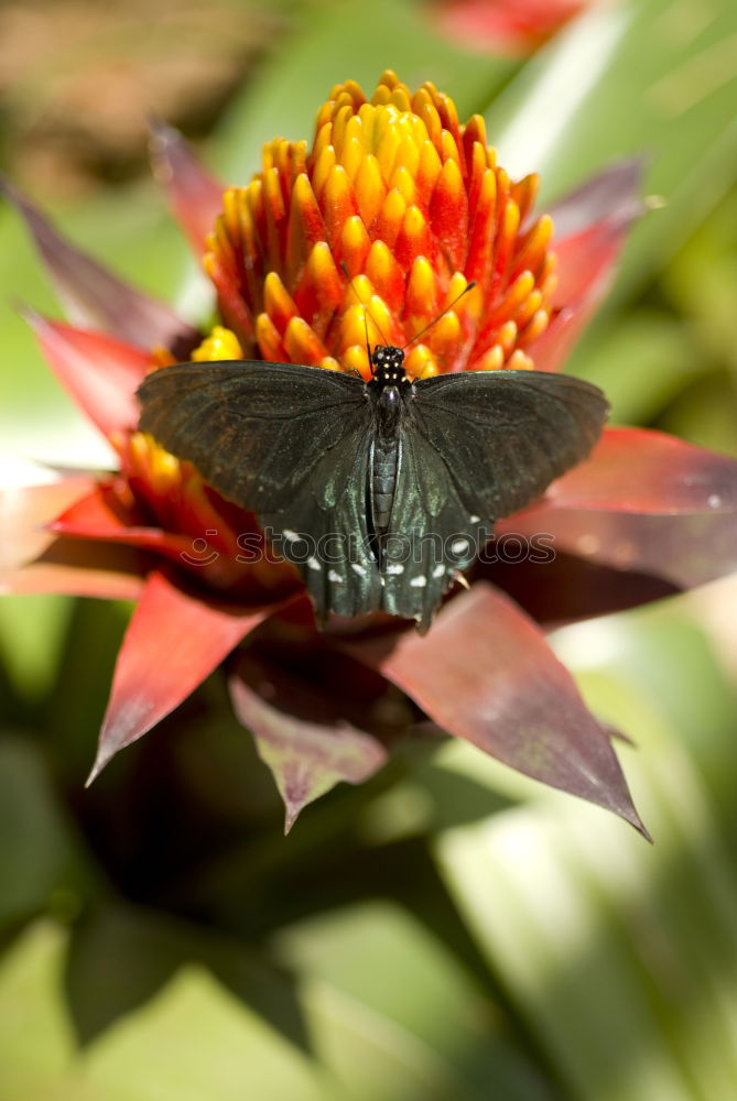 Similar – Butterfly in a colourful summer garden