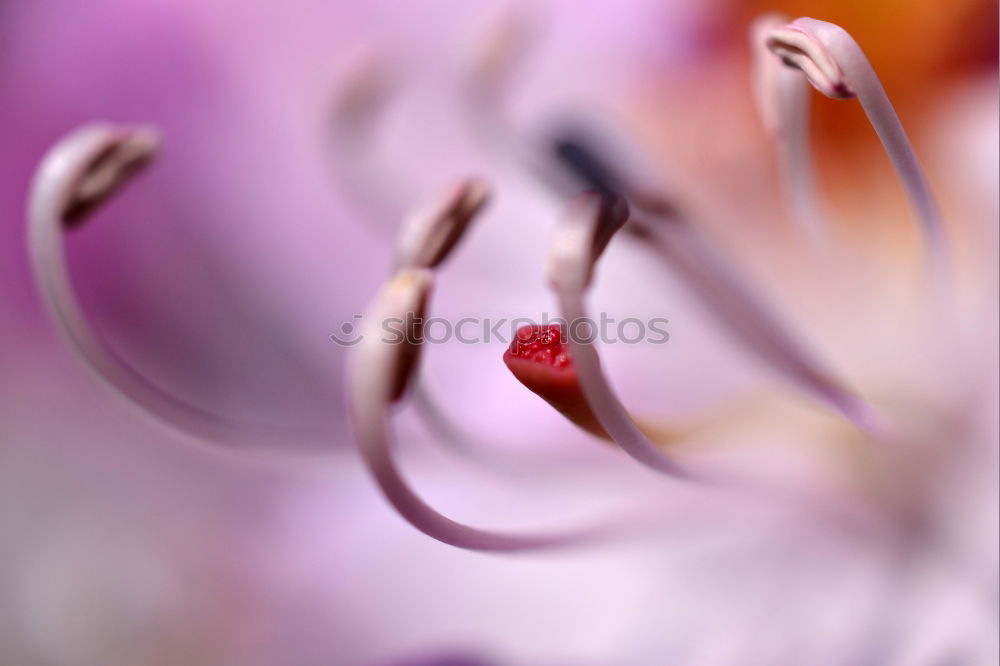 Image, Stock Photo straw flowers Elegant