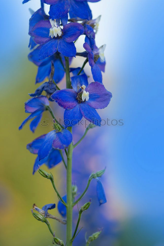 Similar – Image, Stock Photo blue flowers the hydrangea