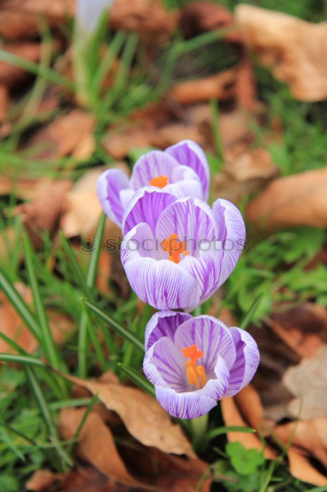 Similar – Foto Bild ein echtes Mauerblümchen…