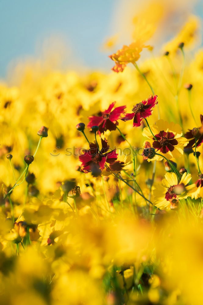 Similar – Image, Stock Photo Sea of flowers at the lake