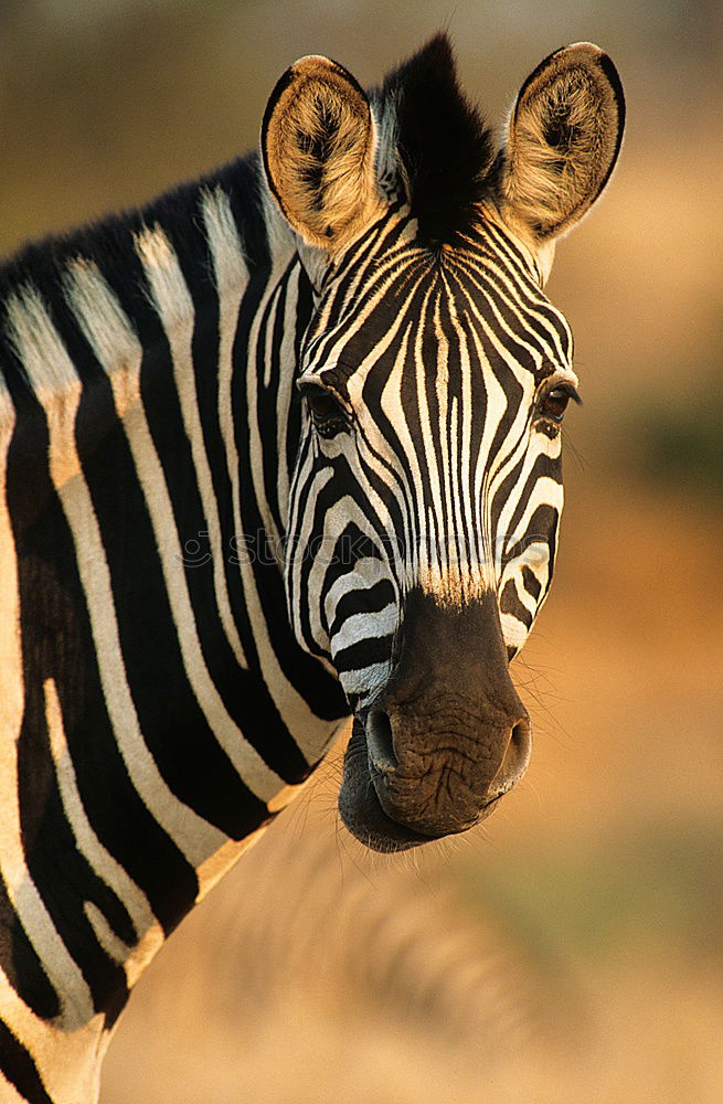 Similar – Z Zebra Steppenzebra