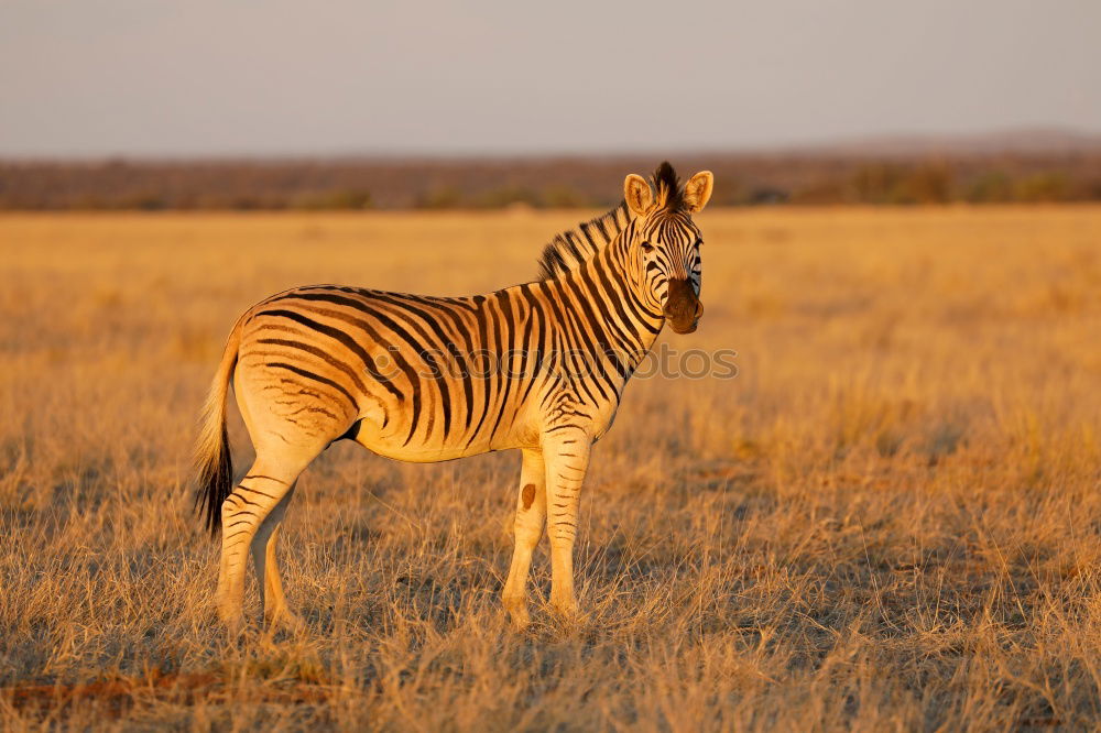 Similar – Image, Stock Photo Isolated zebra in the savannah