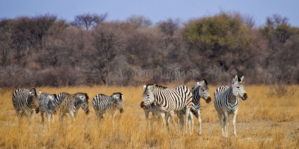 Zebras in Southafrica