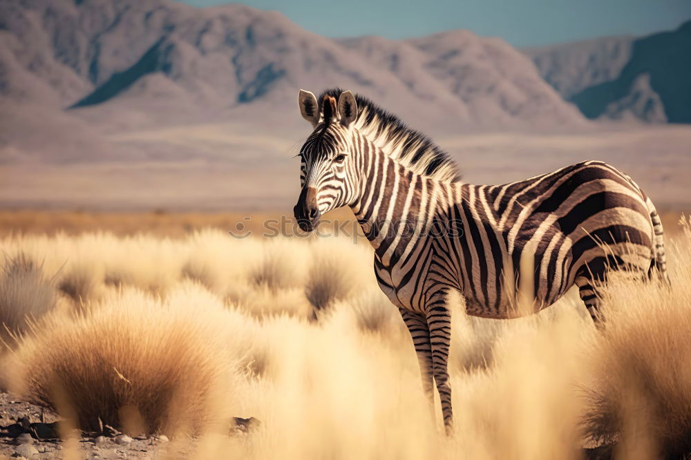 Similar – Image, Stock Photo Zebra in backlight at sunset