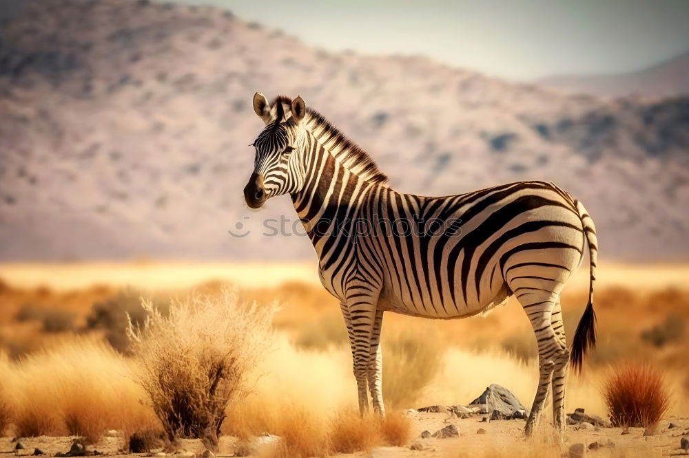 Similar – Image, Stock Photo Zebra in backlight at sunset