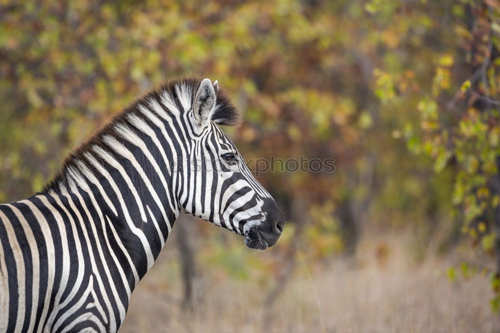 Similar – Image, Stock Photo Zebra in backlight at sunset