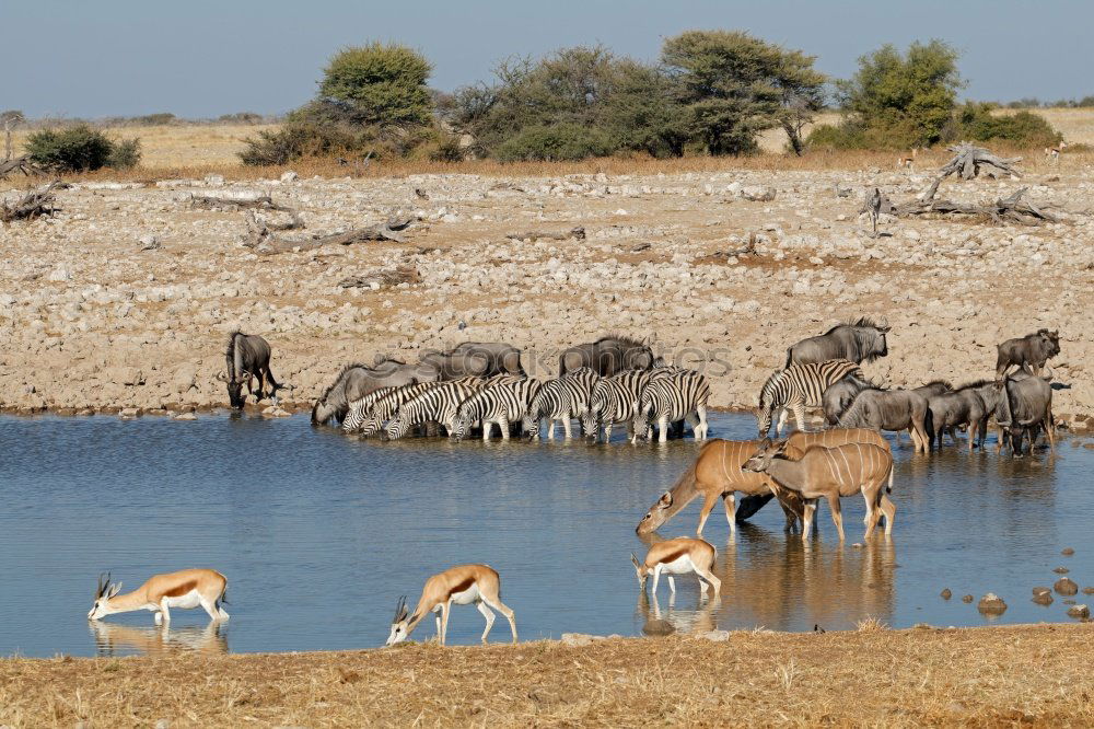 Similar – Guanaco Herd Animal