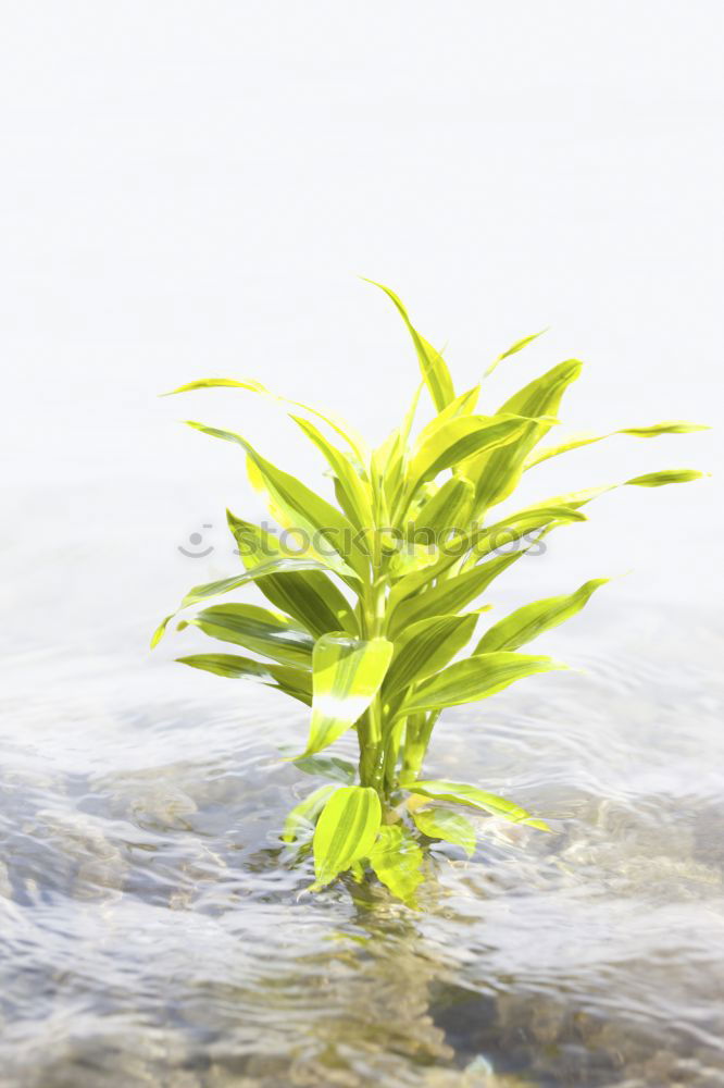 Similar – aquatic plant Nature Plant